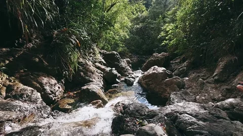 River in the forest, water, river, stream, nature, waterfall, landscape, Stock Footage 237180147