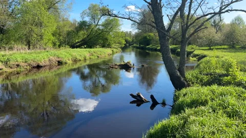 River in forest, wild scenery. Water supply. Small river in forest. Wildlife Stock Footage 275275950