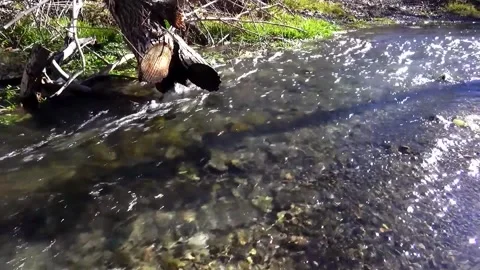 A river in the forest winds under a small broken tree, stock footage. Stock Footage 304784432