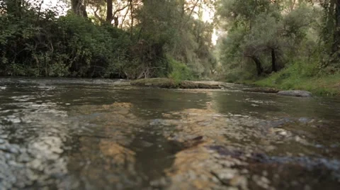 River, Forest,Water Stock Footage 41580435