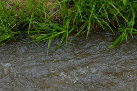 The river forms bubbles from raindrops and spring green grass on the shore. Stock Photos