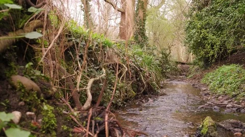 River in Forrest In Close Up Scenery Dolly shot in 4K Stock Footage 89326713