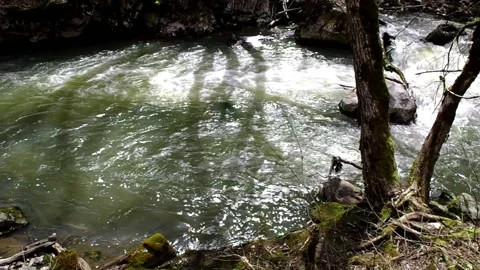 River in the forrest, flowing between trees and rocks Stock-Footage 159791661