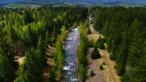 River in the Forrest Video stock 160005497