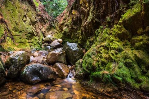 River in the forrest Stock Photos