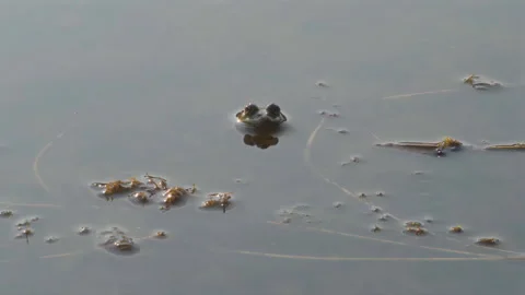The river frog barely peeks out on the surface of the water, then quickly swims Stock Footage 304694428