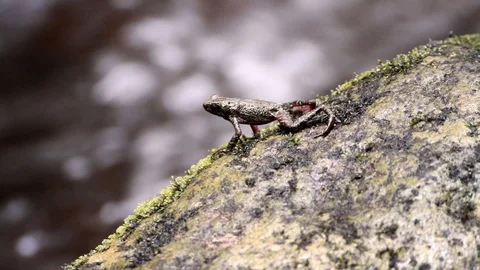 River Frog Stock Footage