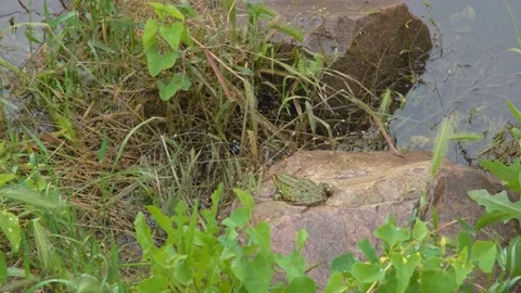 River frog. Green frog. Frog on the stone. Frog near the pond. The frog is Stock Footage 217815464
