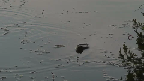 A river frog sits in a river at sunset and makes a song while inflating a throat Stock Footage 302082138