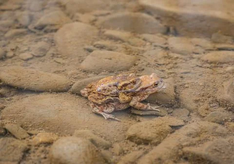 River frogs in the process of procreation Stock Photos