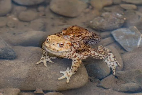 River frogs in the process of procreation Stock Photos