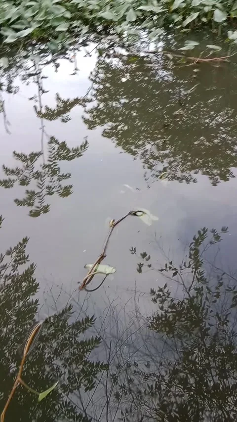 River full of plants Video stock 221230272