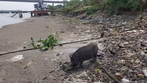 The river ganges  pollution . Stock Footage 176852876