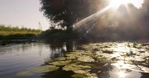 River in germany - hot summer Stock Footage 102948014