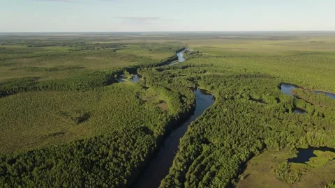 River goes through taiga forest and swamps in Siberia. Aerial view Stock Footage 302206664