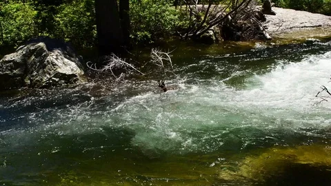 River going through a forest Stock Footage 128160049