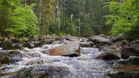 River going through a thick forest with tall trees. natural sound Stock Footage 323017474