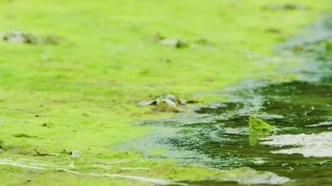 Alaska Drowning Stock Videos – Royalty-Free HD & 4K Videos