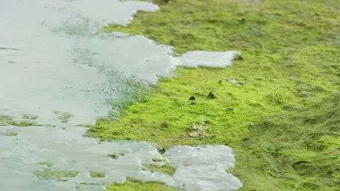 Alaska Drowning Stock Videos – Royalty-Free HD & 4K Videos