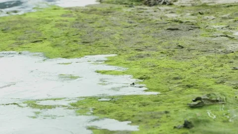 Alaska Drowning Stock Videos – Royalty-Free HD & 4K Videos
