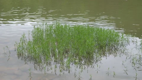 River Grass 4K Stock Footage 155420298
