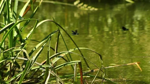 River grass and flying dragonflies. Stock Footage 197251315