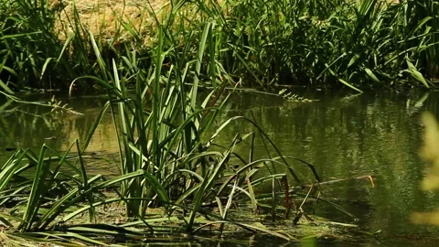 River grass and flying dragonflies. Stock Footage 197529516