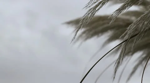 River Grass - Background for Graphics Видео 11976431