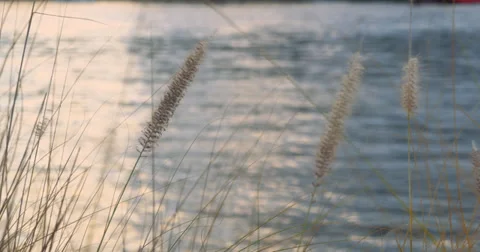 River grass in the breeze - 4K (UltraHD) Stock Footage 39740600