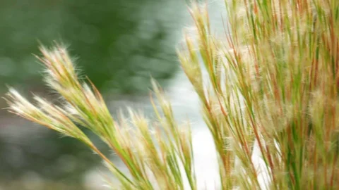 River Grass Close Up 4K Stock Footage 78618196