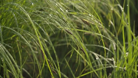 River grass with ears swaying in the wind Stock Footage 166358711