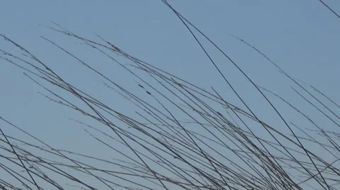 River,  grass Video stock 49311217