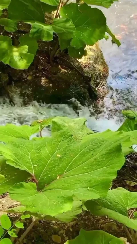 River Grass Video stock 228685381