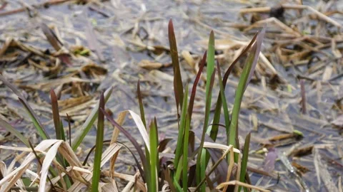 River grass on a lake, river or swamp.  Stock Footage 184610585