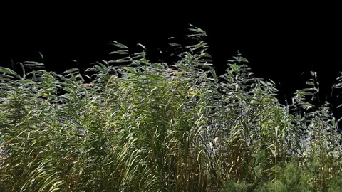 River grass Loop with Alpha Stockbeeldmateriaal 113335024