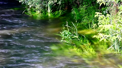 River Grass No.1 Vidéo 52028989