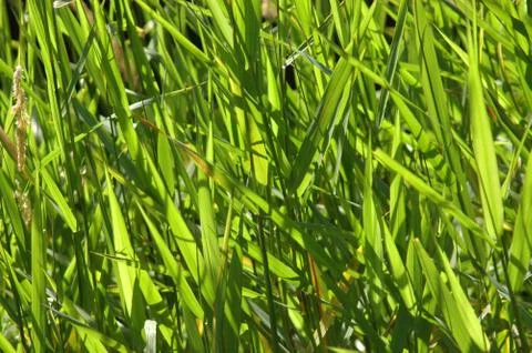 River grass Fotos Stock