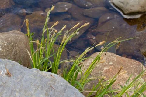 River Grass 스톡 사진