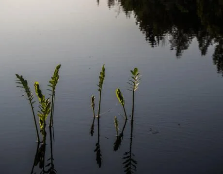 River grass Stock Photos
