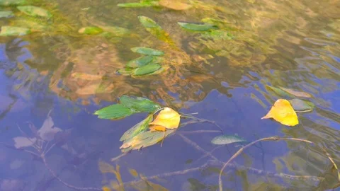 River grass rocked by the stream Stock Footage 124367251