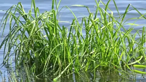 River grass sedge in the water in shallow river water Stock Footage 289079187