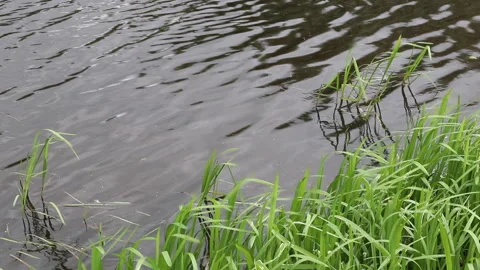 The river grass sways on the breeze Stock Footage 133167219