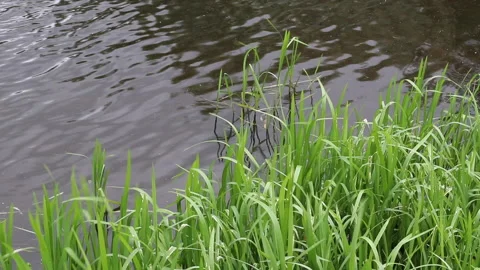 The river grass sways on the light breeze Stock Footage 133167382