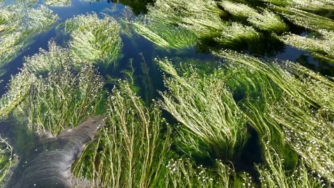 River grass with white flowers flowing in the Minho River current Stock Footage 339539372