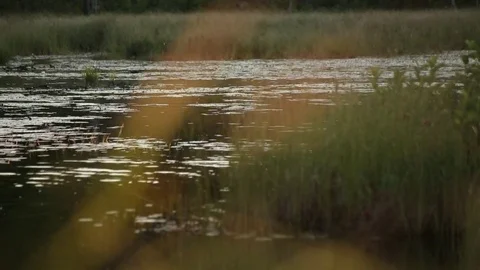 River Grass in Wind Vídeo Stock 79665757