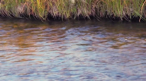 River grassy banks Vídeo Stock 67435407