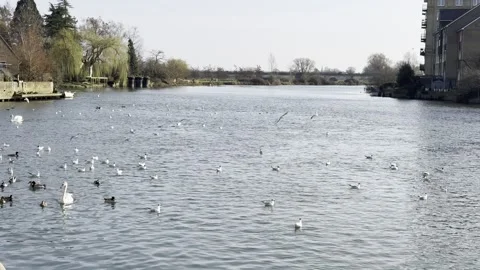 River Great Ouse Stock Footage 303983977