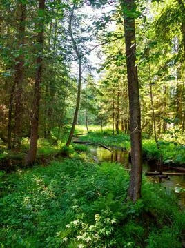 River in a green deciduous forest at sunset, trees close-up, warm sunlight. S Stock Photos