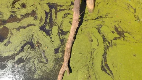 River with green duckweed and algae. Stock Footage 91945699