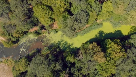 River with green duckweed and algae. Stock Footage 91945839